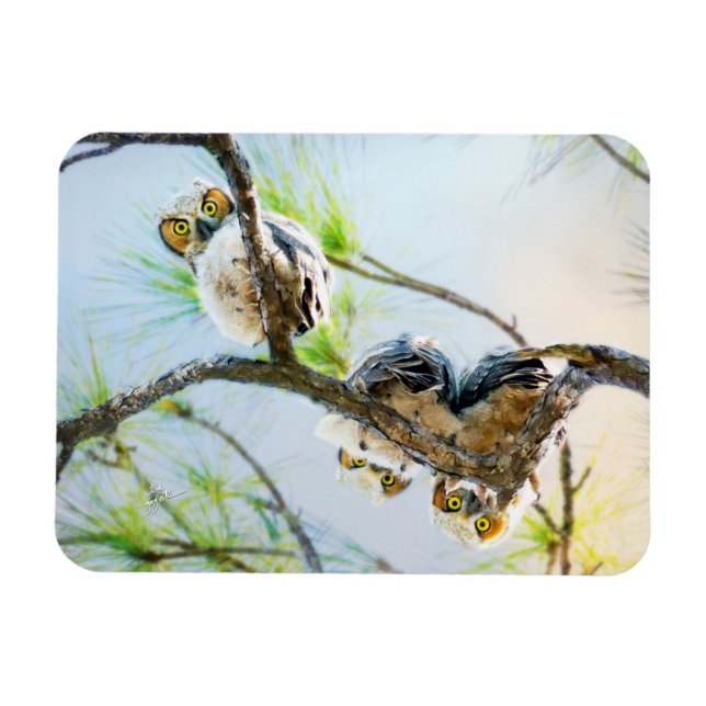 Cute Baby Owls Wildlife Photography Magnet (Horizontal)