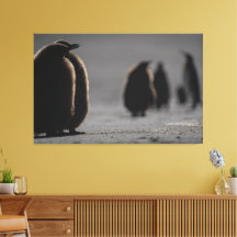 Cute Baby Penguin Chicks | unique Photo Art