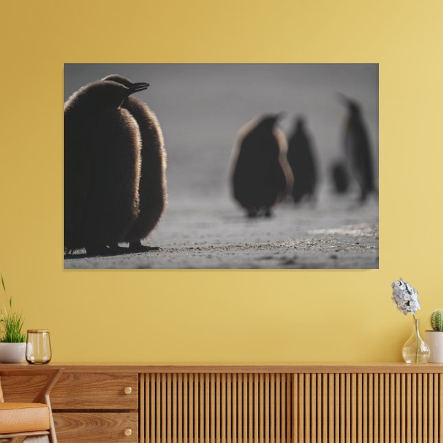 Cute Baby Penguin Chicks | unique Photo Art Canvas Print (Insitu(LivingRoom))