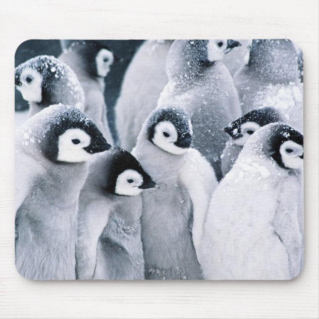 cute baby penguin penguins design mouse mat (Front)