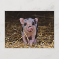 Cute Baby Pig Custom Postcard