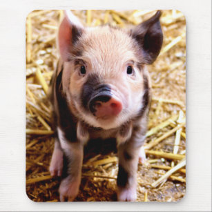 Cute Baby Pig Mouse Mat