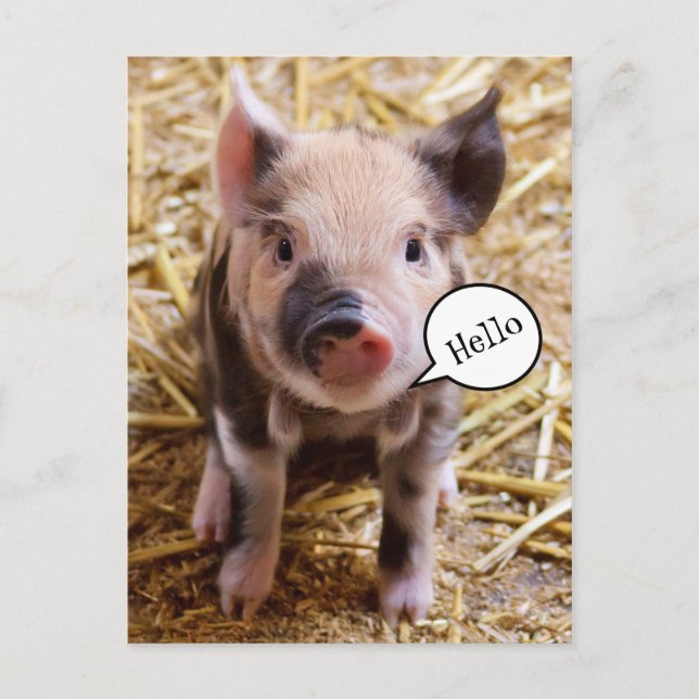 Cute Baby Pig Saying Hello Postcard (Front)