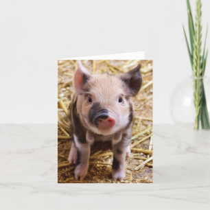 Cute Baby Piglet Farm Animals Barnyard Babies Card