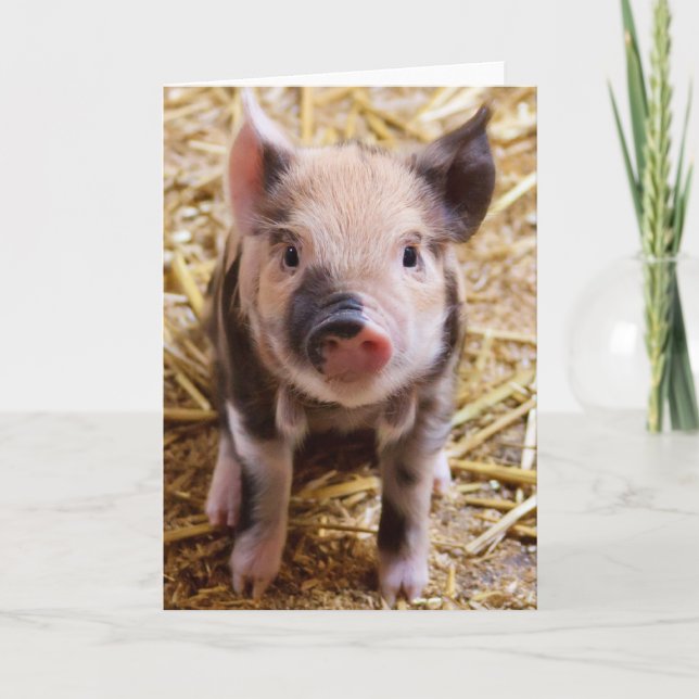 Cute Baby Piglet Farm Animals Barnyard Babies Card (Front)