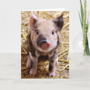 Cute Baby Piglet Farm Animals Barnyard Babies Card