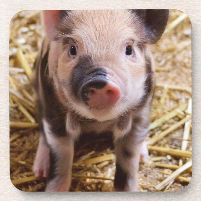 Cute Baby Piglet Farm Animals Barnyard Babies Coaster (Front)