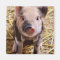 Cute Baby Piglet Farm Animals Barnyard Babies