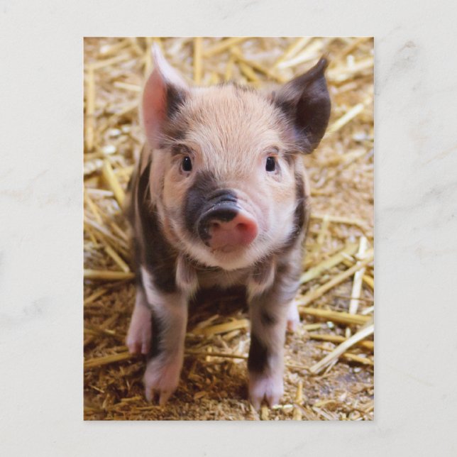 Cute Baby Piglet Farm Animals Barnyard Babies Postcard (Front)