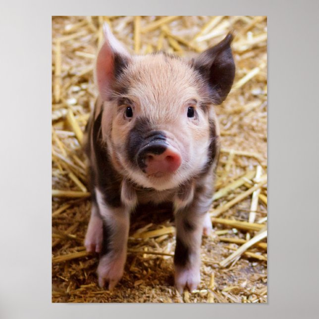 Cute Baby Piglet Farm Animals Barnyard Babies Poster (Front)