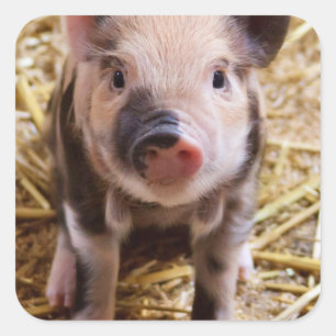 Cute Baby Piglet Farm Animals Barnyard Babies Square Sticker