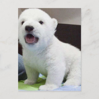 cute baby polarbear postcard