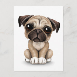 Cute Baby Pug Puppy Dog on White Postcard