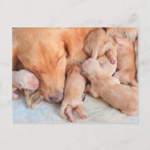 Cute Baby Puppies with Mother Postcard