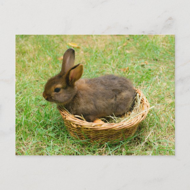 Cute baby rabbit postcard (Front)