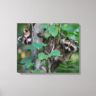Cute Baby Raccoons Canvas Print