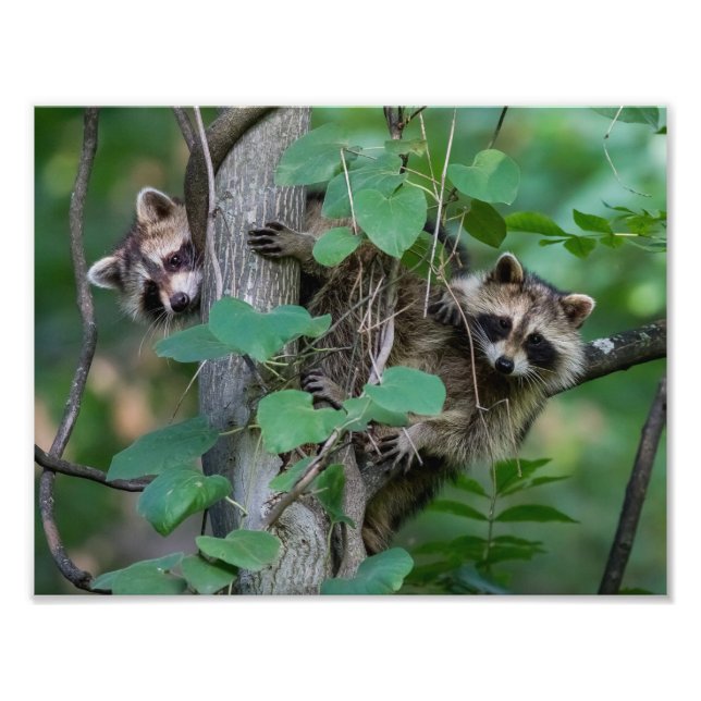 Cute Baby Raccoons Photo Print (Front)