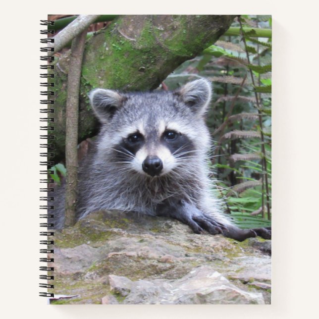 Cute Baby Racoon Pic Notebook (Front)