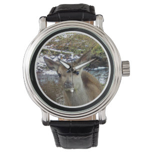 Cute Baby Red Deer Poses Woodland Animal Nature Watch