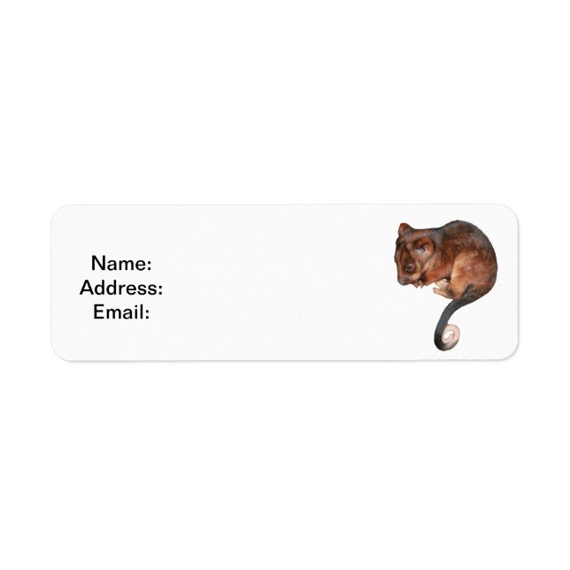 Cute Baby Ringtail Possum (Front)