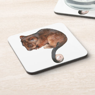 Cute Baby Ringtail Possum Coaster