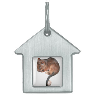 Cute Baby Ringtail Possum Pet Name Tag