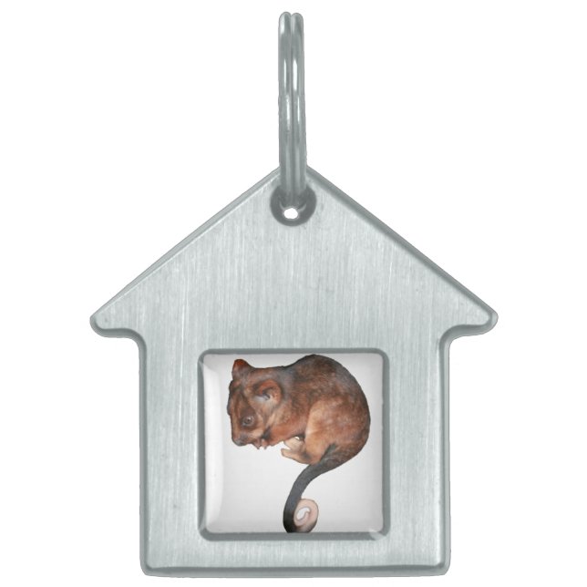 Cute Baby Ringtail Possum Pet Name Tag (Front)