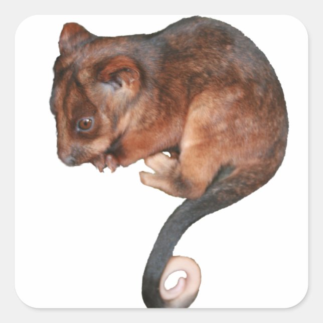 Cute Baby Ringtail Possum Square Sticker (Front)