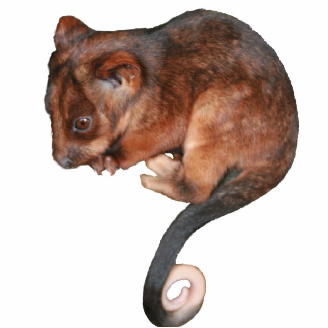Cute Baby Ringtail Possum Standing Photo Sculpture (Front)