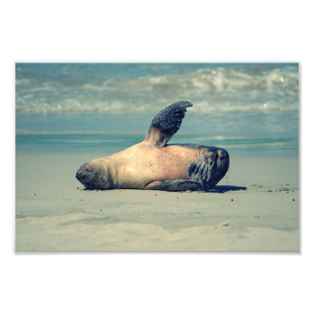 Cute baby seal waving photo print (Front)
