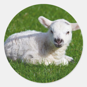 Cute baby sheep lying in grass classic round sticker