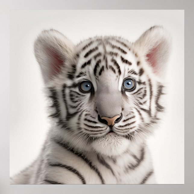 Cute Baby Siberian White Tiger Portrait |  1:1 Poster (Front)