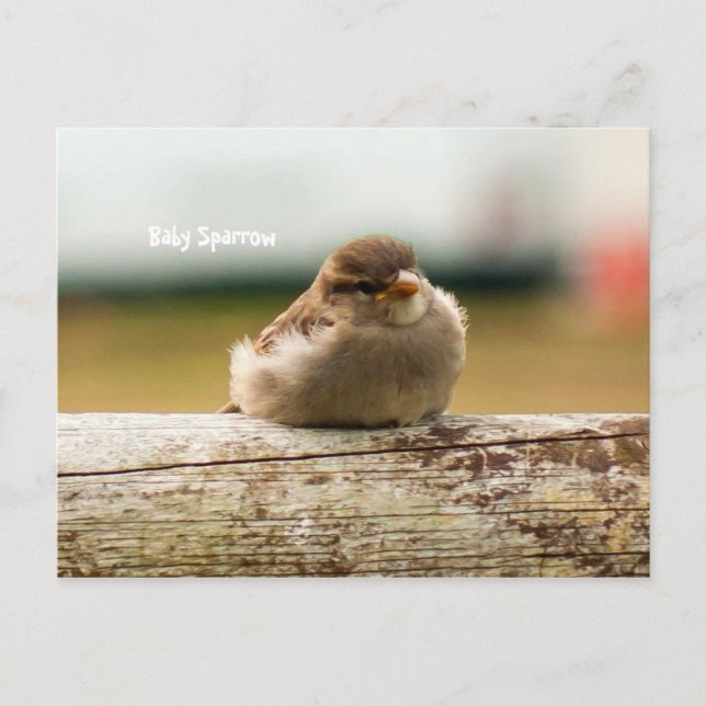 Cute Baby Sparrow Bird Photo Postcard (Front)