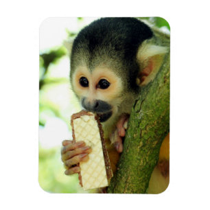 Cute Baby Squirrel Monkey Eating a Wafer Biscuit Magnet