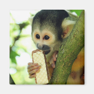 Cute Baby Squirrel Monkey Eating a Wafer Biscuit Magnet