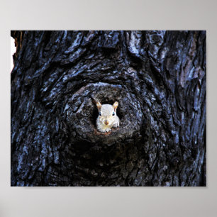 Cute Baby Squirrel Nature Wildlife Photography Poster