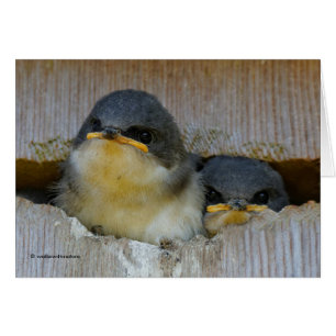 Cute Baby Tree Swallow Songbirds in Nestbox