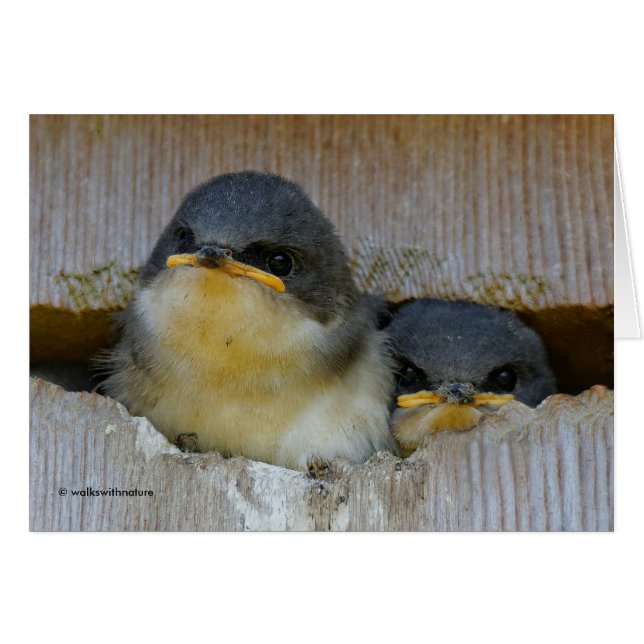 Cute Baby Tree Swallow Songbirds in Nestbox (Front Horizontal)