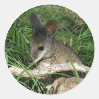 Cute Baby Wallaby Classic Round Sticker