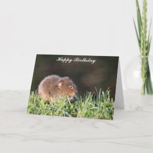 Cute Baby Water Vole Birthday Card