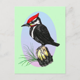 Cute Baby Woodpecker Postcard