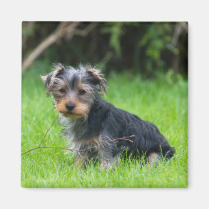 Cute baby yorkie puppy sad eyes expression photo magnet