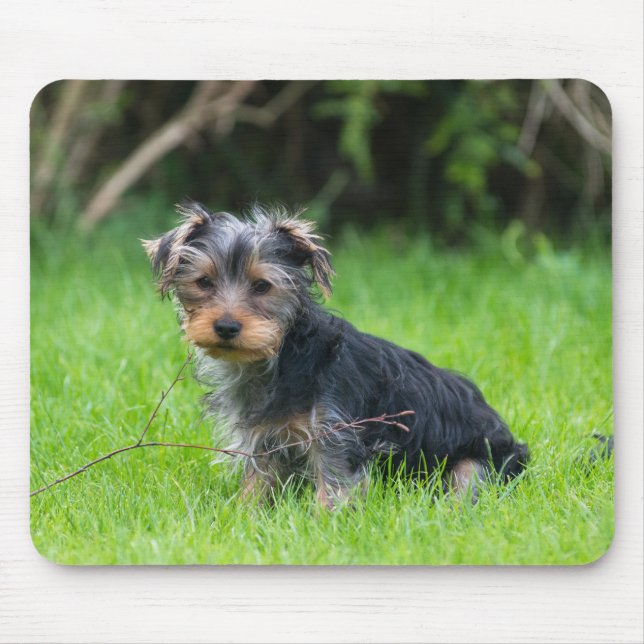 Cute baby yorkie puppy with sad eyes expression mouse mat (Front)