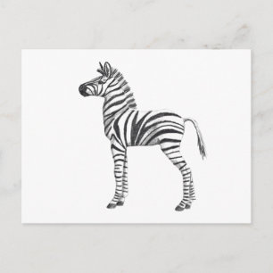 Cute Baby Zebra Drawing Postcard