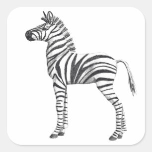 Cute Baby Zebra Drawing Square Sticker