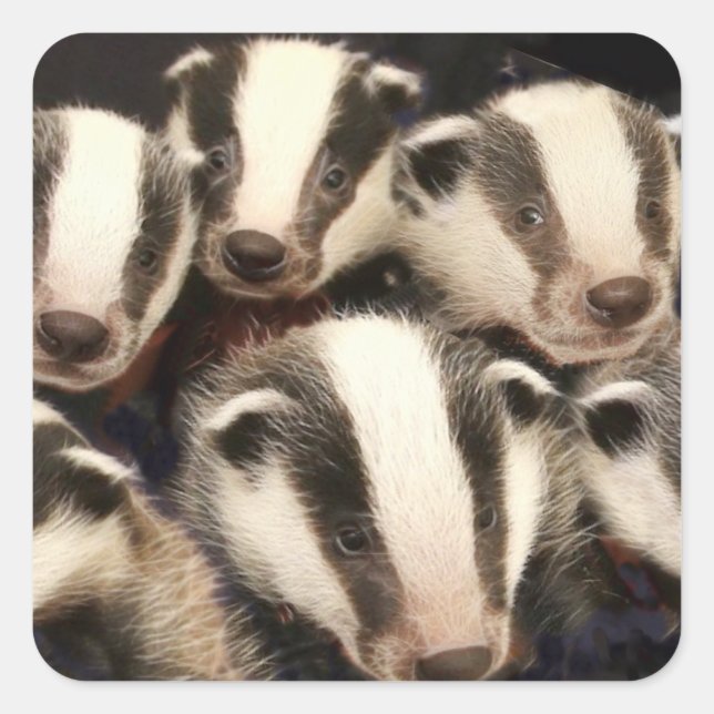 Cute Badger Cubs Square Sticker (Front)
