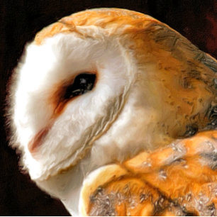 CUTE BARN OWL CARD