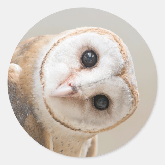 Cute Barn Owl Classic Round Sticker (Front)