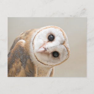 Cute Barn Owl Postcard