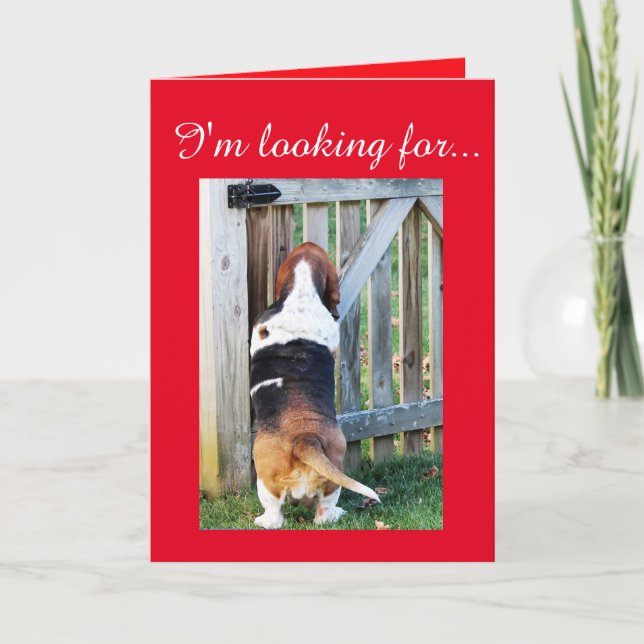 Cute Basset Hound Searching for a Valentine Holiday Card (Front)
